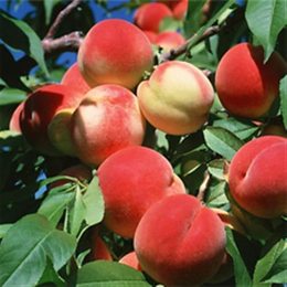 双澳红桃树苗、桃树苗、峡山湖果木培育基地桃树苗