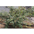 重庆蓝莓苗、百色农业、蓝莓苗盆栽缩略图1