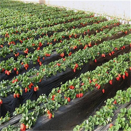 晨旭苗木园艺场(图),红颜草莓苗价格,红颜草莓苗