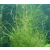 黑藻|绿荷水生|黑藻金鱼藻缩略图1