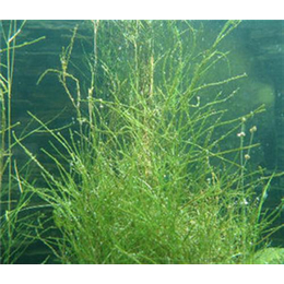 黑藻|绿荷水生|黑藻金鱼藻