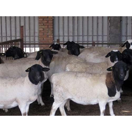 上海种羊,万隆牧业(****商家),哪种羊好养