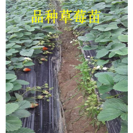 甜查理草莓苗价格_草莓苗价格_草莓苗种植基地(查看)