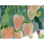 志达园艺场(图),白草莓苗批发,三门峡白草莓苗缩略图1