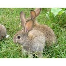 奔月仙子野兔,奔月仙子野兔养殖挣鼓腰包,盛佳生态养殖(多图)