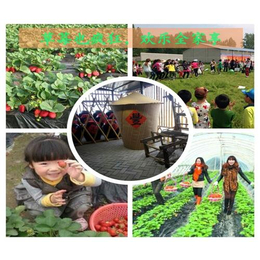 南阳摘草莓|大山生态园(认证商家)|南阳摘草莓生态园