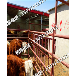 广州西门塔尔牛图片肉牛犊品种