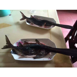 内江鲟鱼养殖