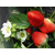 四季草莓苗种苗,菏泽四季草莓苗,志达园艺场缩略图1