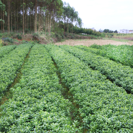 哪里有广西鹿寨蜜橙苗批发基地