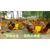 湖北华绿红毛鸡养殖技术红毛鸡养殖成本红毛鸡养殖利润等缩略图2