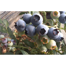 都江堰蓝莓苗|百色农业(在线咨询)|蓝莓苗繁育