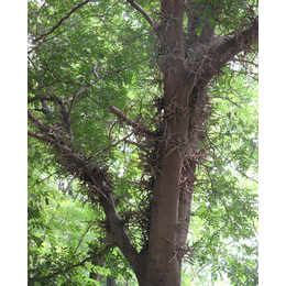 泰安皂角树|泰安皂角树苗|聚源园林
