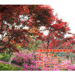 日本红枫工程苗,日本红枫,瑞天园林
