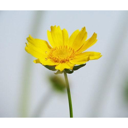 宿根花卉,宿根花卉哪家好,君诚花卉苗木(多图)