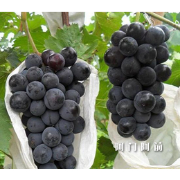 黑葡萄的营养价值缩略图