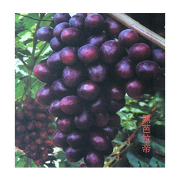 鲁粒大棚葡萄苗(图)|克伦生葡萄种植基地|克伦生葡萄