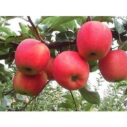 深圳苹果苗|苹果苗|泰安泽阳园艺场