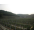 百色滴灌带批发、滴灌带、亿安鑫节水灌溉缩略图1