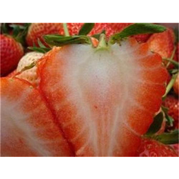 法兰地草莓苗,志达园艺场(****商家),法兰地草莓苗品种缩略图