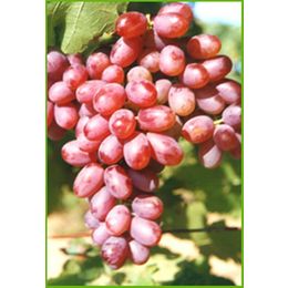 爱博欣农业(图)|葡萄苗种植|河北葡萄