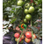 陵城番茄苗|番茄苗厂家|安信种苗(多图)缩略图1