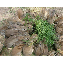 盛佳生态养殖(图)、奔月野兔养殖生意挤*门、来凤奔月野兔养殖