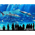 暖场活动海洋主题展鲸鱼岛海洋球出租企鹅展览出租缩略图2