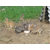 奔月野兔养殖市场前景好,江夏区奔月野兔养殖,盛佳生态养殖缩略图1