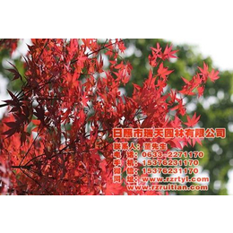 日本红枫,日本红枫颜色,瑞天园林(多图)