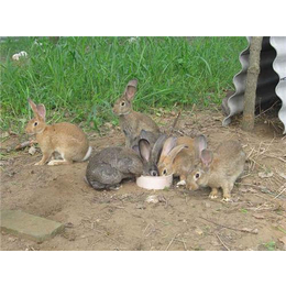 福建奔月野兔养殖_奔月野兔养殖加盟_盛佳生态养殖