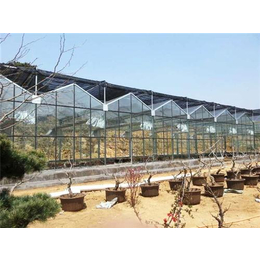 玻璃温室,玻璃温室大棚厂家,山东青州鑫泽温室大棚建设