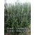 红豆杉,青田红豆杉价格实惠(在线咨询),红豆杉小树苗缩略图1