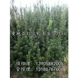 红豆杉,青田红豆杉价格实惠(在线咨询),红豆杉小树苗