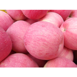 陕西洛川县有机红富士苹果供应