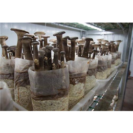 杭州新鲜蘑菇、翔龙农业发展有限公司热情服务、批发新鲜蘑菇
