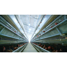 孝感鸡笼|肉鸡笼|三层阶梯式肉鸡笼生产