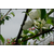 红巴伦海棠苗、吉林红巴伦海棠、燕青园艺缩略图1