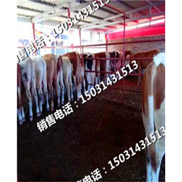 供应张北县牲畜市场饲养用的肉牛犊