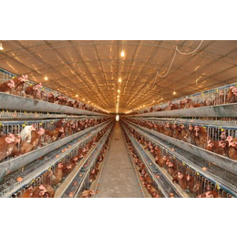 肉鸡养殖大棚厂,肉鸡养殖大棚,久阳畜牧工程(多图)
