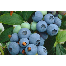 哪里有能买到蓝莓苗、武汉蓝莓苗、百色农业(查看)