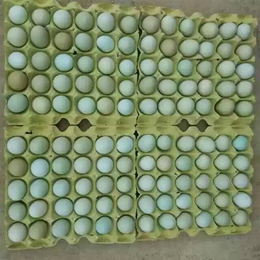易科麦种禽(图)|浙江绿壳蛋鸡苗|绿壳蛋鸡