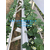 气雾栽培草莓槽西瓜种植槽西瓜*种植槽缩略图3