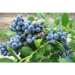合川蓝莓苗_百色农业_哪种蓝莓品种好