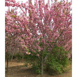 红河州樱花树、亿发园林(在线咨询)、樱花树