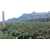 张淑敏猕猴桃种植园(图)|北方猕猴桃基地|济南北方猕猴桃缩略图1