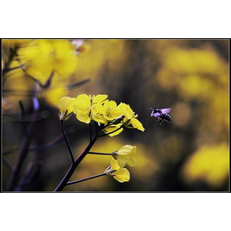 洪山洪山菜薹|振峰亿城|洪山菜薹产地