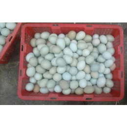 绿壳乌鸡蛋绿壳乌鸡蛋图片介绍绿壳乌鸡蛋的营养价值