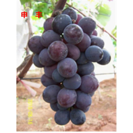 宜昌葡萄品种|湖北适栽葡萄(在线咨询)|藤稔葡萄品种