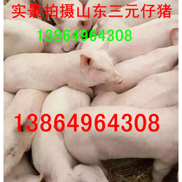 安徽猪秧子供应价格安徽猪秧子批发